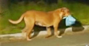Un chien marche des kilomètres chaque soir pour apporter de la nourriture à sa famille élargie Un chien marche des kilomètres chaque soir pour apporter de la nourriture à sa famille élargie