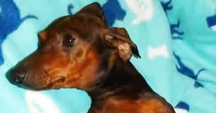 L'histoire d'une chienne enceinte paralysée se termine mieux que jamais L'histoire d'une chienne enceinte paralysée se termine mieux que jamais
