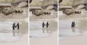 Un adorable couple de pingouins se tenant la main lors d'une balade romantique sur la plage Un adorable couple de pingouins se tenant la main lors d'une balade romantique sur la plage