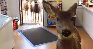 Après une première visite au magasin, une biche surprend la commerçante lorsqu'elle retourne plus tard avec toute la famille Après une première visite au magasin, une biche surprend la commerçante lorsqu'elle retourne plus tard avec toute la famille
