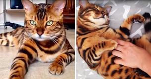 Un chat Bengal de 3 ans a une fourrure avec des rayures comme un tigre et des taches comme un léopard Un chat Bengal de 3 ans a une fourrure avec des rayures comme un tigre et des taches comme un léopard