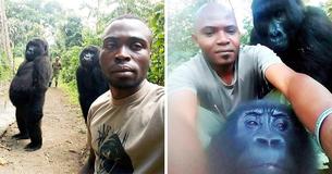 Gorilas posan con guardabosques contra la caza furtiva en la selfie más graciosa del mundo Gorilas posan con guardabosques contra la caza furtiva en la selfie más graciosa del mundo