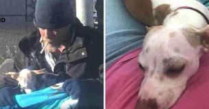 Mulher tira foto de homem sem-teto que cuidava de cachorrinho abandonado na beira da estrada e volta com quase 7 mil dólares (cerca de 28 mil reais) Mulher tira foto de homem sem-teto que cuidava de cachorrinho abandonado na beira da estrada e volta com quase 7 mil dólares (cerca de 28 mil reais)