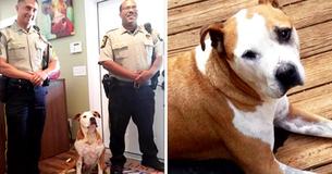 Un pitbull errant voit un homme attaquant une femme avec un couteau et intervient pour la sauver Un pitbull errant voit un homme attaquant une femme avec un couteau et intervient pour la sauver