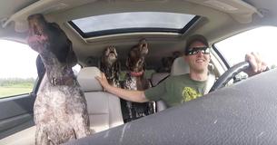 4 chiens dans une voiture hurlent d'excitation une fois que leur propriétaire leur dit qu'ils vont au parc 4 chiens dans une voiture hurlent d'excitation une fois que leur propriétaire leur dit qu'ils vont au parc
