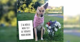 Un chien qui a perdu son oreille et s'est fait tirer dessus 17 fois survit et a une nouvelle chance dans la vie en tant que chien de thérapie Un chien qui a perdu son oreille et s'est fait tirer dessus 17 fois survit et a une nouvelle chance dans la vie en tant que chien de thérapie