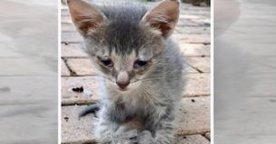 Un chaton errant avec des pattes spéciales survit tout seul et à peine capable de marcher avant d'être sauvé Un chaton errant avec des pattes spéciales survit tout seul et à peine capable de marcher avant d'être sauvé