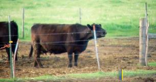 Une vache gestante choque ses éleveurs en donnant naissance à un quadruplet : Une vache gestante choque ses éleveurs en donnant naissance à un quadruplet :