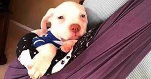 Après avoir perdu toute sa famille, ce triste chiot trouve le réconfort dans les battements de cœur de sa nouvelle propriétaire Après avoir perdu toute sa famille, ce triste chiot trouve le réconfort dans les battements de cœur de sa nouvelle propriétaire