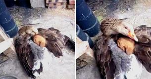 Cachorrinho abandonado estava congelando, até que ganso decide aquecê-lo com suas asas Cachorrinho abandonado estava congelando, até que ganso decide aquecê-lo com suas asas