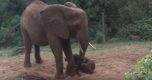 Pregnant Elephant Returns From The Wild To Give Birth With Her Former Rescuers Pregnant Elephant Returns From The Wild To Give Birth With Her Former Rescuers
