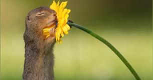 Un photographe prend une photo d'un écureuil sentant une fleur Un photographe prend une photo d'un écureuil sentant une fleur