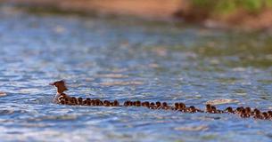 Une super maman canard vue sur un lac du Minnesota avec une douzaines de petits canetons avec elle Une super maman canard vue sur un lac du Minnesota avec une douzaines de petits canetons avec elle