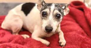 Ce Toy Fox Terrier Fox qui a disparu depuis 12 ans a été finalement trouvé à 1.700 Km loin de sa maison Ce Toy Fox Terrier Fox qui a disparu depuis 12 ans a été finalement trouvé à 1.700 Km loin de sa maison