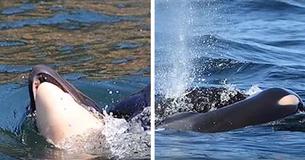 Grieving Mother Whale Was Carrying Her Calf’s Remains For Many Days After It Passed Away Grieving Mother Whale Was Carrying Her Calf’s Remains For Many Days After It Passed Away