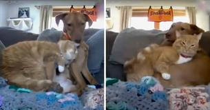 Dog Is Anxious When Family Goes Away, Pet Cam Shows Cat Comforting Him Dog Is Anxious When Family Goes Away, Pet Cam Shows Cat Comforting Him