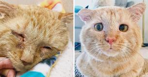 Cat Who Once Lived Rough Life On The Streets Of Minnesota Purs Uncontrollably When He Moves Into New Home Cat Who Once Lived Rough Life On The Streets Of Minnesota Purs Uncontrollably When He Moves Into New Home