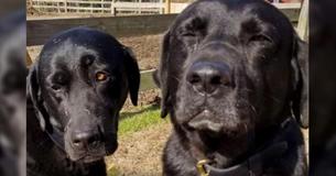 Postal Worker Tells Dog Owner That His 2 Dogs Stole His Lunch And Receives An Apology In Return Postal Worker Tells Dog Owner That His 2 Dogs Stole His Lunch And Receives An Apology In Return