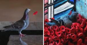 Thieving Pigeon Makes A Patriotic Home From Poppies Thieving Pigeon Makes A Patriotic Home From Poppies