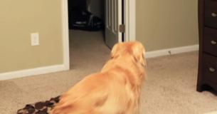 Hund venter ved dør uden at videt han er ved at blive genforenet med sin elskede ejer Hund venter ved dør uden at videt han er ved at blive genforenet med sin elskede ejer