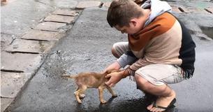 Cachorrinha abandonada abana cauda para chamar atenção das pessoas que passam Cachorrinha abandonada abana cauda para chamar atenção das pessoas que passam