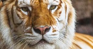 Tigresa de 13 años muere en Busch Gardens después de sufrir una Tigresa de 13 años muere en Busch Gardens después de sufrir una