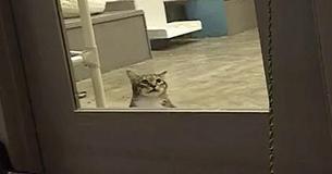 Shelter Cat Put In Solitary Confinement For 'Repeatedly' Helping Other Cats Escape Shelter Cat Put In Solitary Confinement For 'Repeatedly' Helping Other Cats Escape