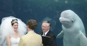 Beluga Whale Photobombs A Couple's Wedding Ceremony At Aquarium Beluga Whale Photobombs A Couple's Wedding Ceremony At Aquarium