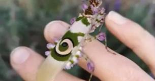 Woman Discovers Colorful Flowery Mantis Living In Her Garden Woman Discovers Colorful Flowery Mantis Living In Her Garden