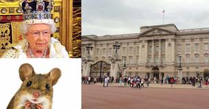 The Queen Suffers A Mouse Infestation At Buckingham Palace As Health Inspectors Find Droppings At Palace Cafe For Visitors The Queen Suffers A Mouse Infestation At Buckingham Palace As Health Inspectors Find Droppings At Palace Cafe For Visitors