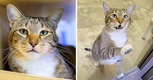 Cat Gets Locked Up In Solitary Confinement After He Kept Letting Other Cats Out Cat Gets Locked Up In Solitary Confinement After He Kept Letting Other Cats Out