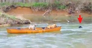 Heroic Labrador Rescues Two Dogs Trapped In A Moving Kayak Heroic Labrador Rescues Two Dogs Trapped In A Moving Kayak