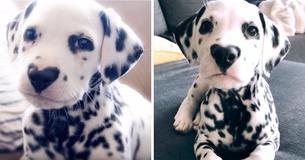 Ce mignon dalmatien a une tache en forme de coeur sur le nez Ce mignon dalmatien a une tache en forme de coeur sur le nez