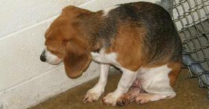 Homem dá uma chance à cachorrinha de abrigo e transforma sua vida Homem dá uma chance à cachorrinha de abrigo e transforma sua vida