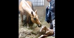 Paar had geen idee dat hun paard zwanger was van een tweeling nadat ze Paar had geen idee dat hun paard zwanger was van een tweeling nadat ze