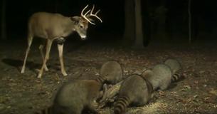 Chagrijnige jonge bok vecht met wasberen voor controle over de maïsstapel Chagrijnige jonge bok vecht met wasberen voor controle over de maïsstapel