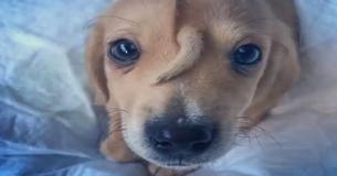 Abandoned 'Unicorn' Puppy In Missouri Has A Tail On His Forehead Abandoned 'Unicorn' Puppy In Missouri Has A Tail On His Forehead
