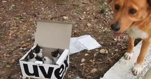 Dog Found A Box Of Tiny Stray Kittens And Takes Care Of Them Becoming Unlikely Foster Father Dog Found A Box Of Tiny Stray Kittens And Takes Care Of Them Becoming Unlikely Foster Father