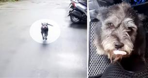 She Lost Her Way, Overheard Dad’s Engine And Runs Toward Him Barking With Joy She Lost Her Way, Overheard Dad’s Engine And Runs Toward Him Barking With Joy