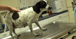 Un vétérinaire sauve une chienne errante enceinte de l'euthanasie et sauve 12 chiots Un vétérinaire sauve une chienne errante enceinte de l'euthanasie et sauve 12 chiots