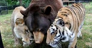 Un lion, un tigre et un ours deviennent les meilleurs amis du monde après avoir été secourus alors qu'ils étaient encore petits. Un lion, un tigre et un ours deviennent les meilleurs amis du monde après avoir été secourus alors qu'ils étaient encore petits.
