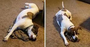 Uitgezonden soldaat stuurt stinkend shirt naar huis en zijn hond heeft een schattige freakout Uitgezonden soldaat stuurt stinkend shirt naar huis en zijn hond heeft een schattige freakout