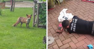 Mama vos kijkt nerveus terwijl redders haar vastgekomen welp redden uit leiding Mama vos kijkt nerveus terwijl redders haar vastgekomen welp redden uit leiding