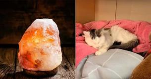Os veterinários estão avisando os donos de animais de estimação sobre os perigos dos abajures de sal dos Himalaias estarem envenenando animais Os veterinários estão avisando os donos de animais de estimação sobre os perigos dos abajures de sal dos Himalaias estarem envenenando animais