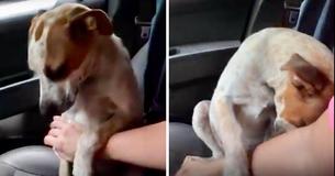 Le chien sauvé montre de la gratitude en serrant le nouveau propriétaire dans ses bras Le chien sauvé montre de la gratitude en serrant le nouveau propriétaire dans ses bras