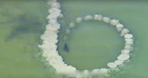 Dolphin Makes Mud Ring Around Fish As Footage Captures Phenomenon In Ocean Dolphin Makes Mud Ring Around Fish As Footage Captures Phenomenon In Ocean