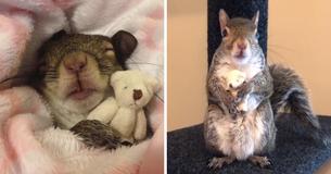 Woman Takes In Squirrel During Hurricane Isaac - Squirrel Refuses To Leave New Life & Teddy Bear Companion Woman Takes In Squirrel During Hurricane Isaac - Squirrel Refuses To Leave New Life & Teddy Bear Companion