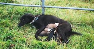 Descubren a perra en periodo de lactancia junto a sus seis recién nacidos cachorritos atada a una puerta Descubren a perra en periodo de lactancia junto a sus seis recién nacidos cachorritos atada a una puerta