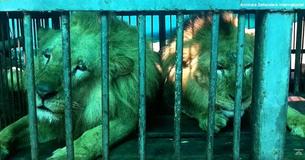 Treinta y tres leones de circos fueron devueltos a su hogar en África después de pasar sus vidas en cautiverio Treinta y tres leones de circos fueron devueltos a su hogar en África después de pasar sus vidas en cautiverio