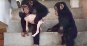 Cachorrinho doente voltou a ter saúde com a ajuda de chimpanzés Cachorrinho doente voltou a ter saúde com a ajuda de chimpanzés